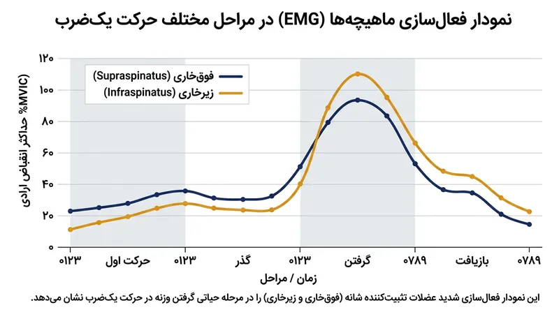 اوج فعال‌سازی عضلات کلاهک چرخنده در فاز انتقال و دریافت برای تثبیت مفصل رخ می‌دهد.