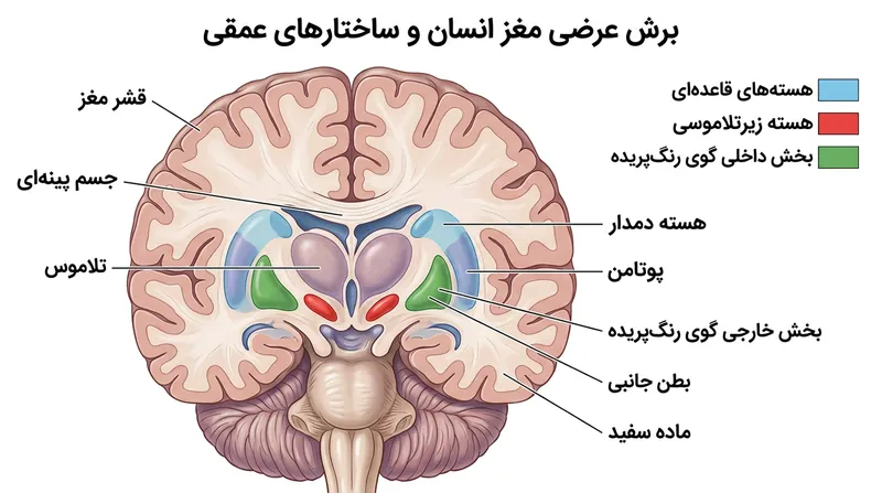 عقده‌های قاعده‌ای و هسته‌های عمقی مغز که اهداف اصلی در جراحی DBS هستند.