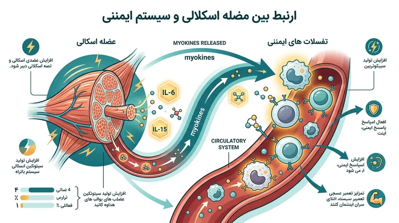 عضلات اسکلتی با ترشح مایوکین‌ها، پیام‌های حیاتی را برای فعال‌سازی و تکثیر سلول‌های ایمنی ارسال می‌کنند.