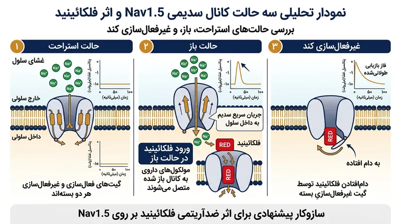 چرخه عمل گیت‌های کانال Nav1.5 و سازوکار به دام افتادن فلکائینید در آن.