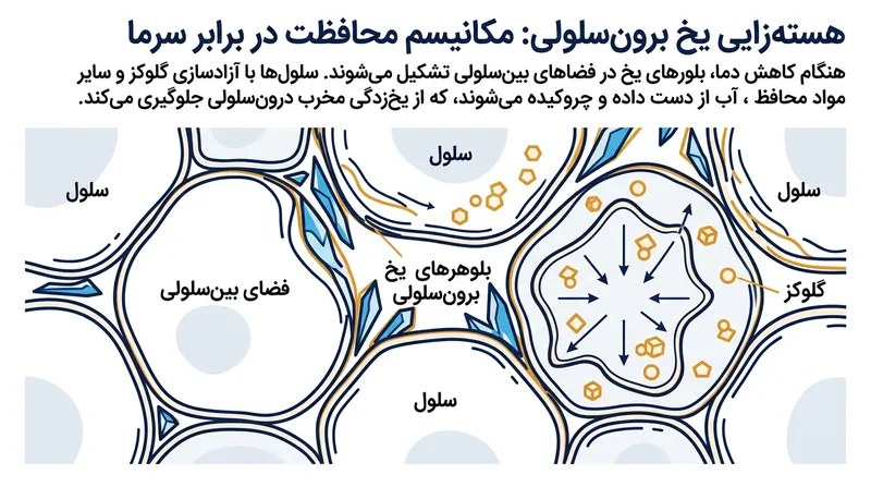 پروتئین‌های هسته‌زا آب را وادار به انجماد در فضاهای خارج سلول می‌کنند تا غشای سلولی از آسیب فیزیکی مصون بماند.