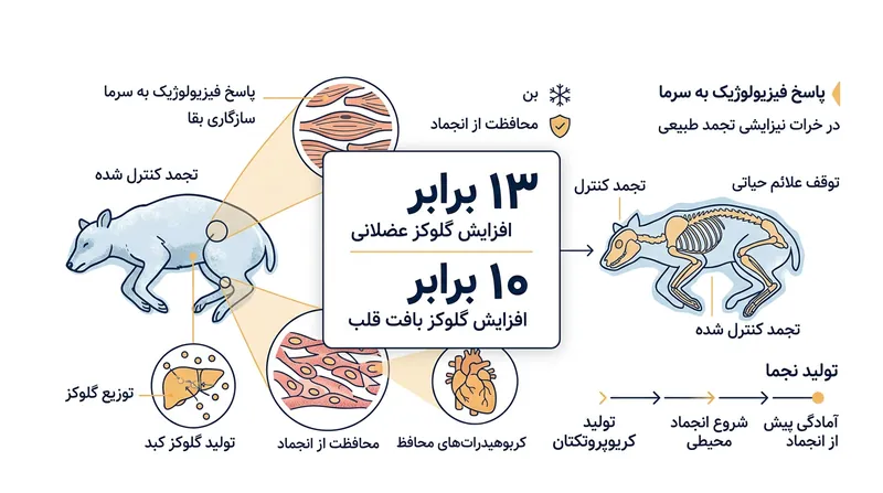 چرخه‌های پیاپی انجماد و ذوب در اوایل پاییز، نرخ تولید گلوکز در بدن دوزیست را به سطوحی فوق‌العاده می‌رساند.