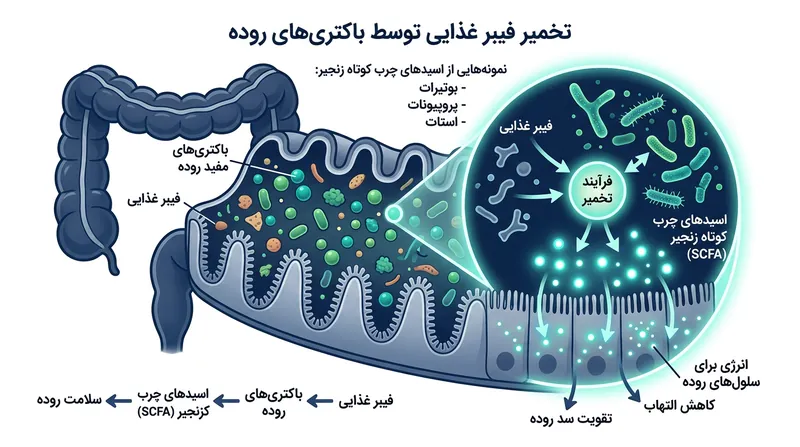 باکتری‌های روده با تخمیر فیبر، اسیدهای چرب کوتاه زنجیر تولید می‌کنند که التهاب را کاهش می‌دهد.