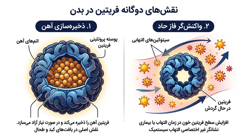 فریتین آهن را درون سلول‌ها ذخیره می‌کند، اما فریتین در گردش خون اغلب خالی بوده و در پاسخ به التهاب ترشح می‌شود.