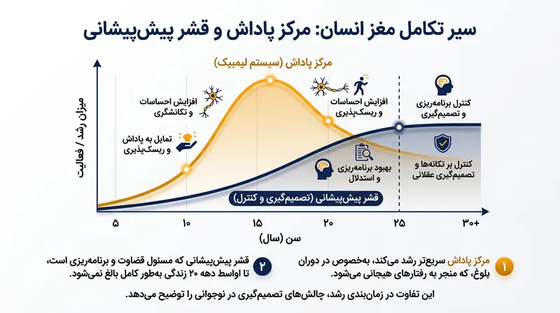 رشد نامتقارن مغز نوجوانان: سیستم پاداش بسیار سریع‌تر از بخش تصمیم‌گیری منطقی توسعه می‌یابد.