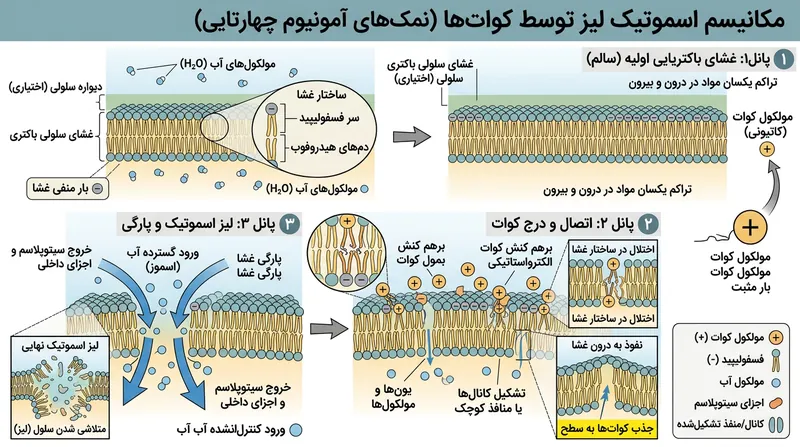مولکول‌های بنزالکونیوم کلراید با نفوذ به دولایه لیپیدی، دیواره سلولی باکتری را به‌صورت فیزیکی پاره می‌کنند.
