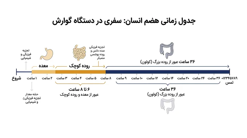 عبور کامل غذا از دستگاه گوارش انسان بیش از یک شبانه‌روز زمان می‌برد.