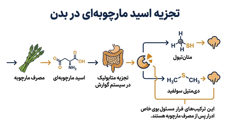مسیر دگرگشت اسید مارچوبه‌ای و تبدیل آن به تیول‌های فرار.