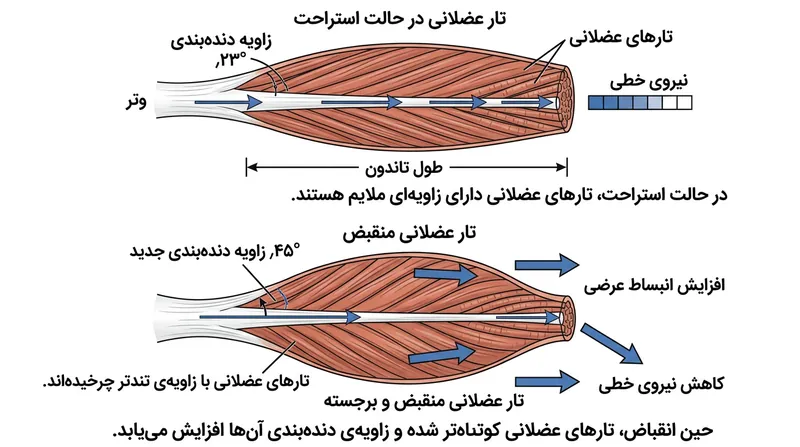 با انقباض و برجسته‌شدن عضله، تارها به سمت زاویه تندتری چرخیده و نسبت دنده‌بندی مکانیکی را به صورت دینامیک تغییر می‌دهند.
