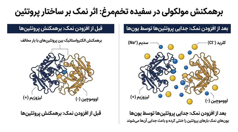 یون‌های سدیم و کلرید جاذبه مغناطیسی میان لیزوزیم و اووموچین را خنثی کرده و اجازه می‌دهند پروتئین‌ها از یکدیگر باز شوند.