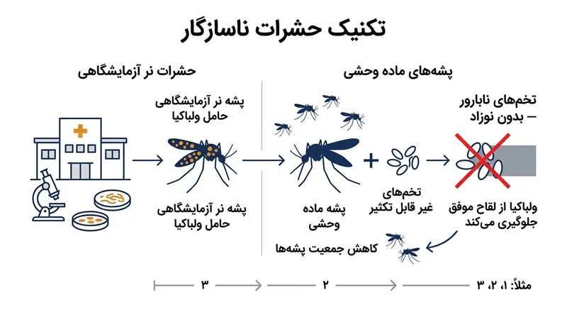 سازوکار باکتری ولباکیا در جلوگیری از تبدیل تخم‌های پشه ببر به نوزاد.