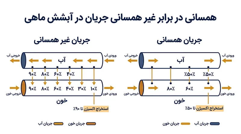 جریان ناهمسو به خون اجازه می‌دهد در تمام طول مویرگ پیوسته اکسیژن جذب کند و از سقف ۵۰ درصدی سامانه‌های هم‌جهت فراتر رود.