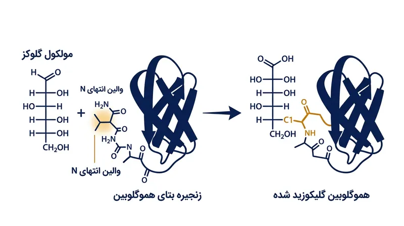گلیکاسیون زمانی رخ می‌دهد که گلوکز بدون نیاز به آنزیم به‌طور دائمی به هموگلوبین متصل می‌شود.