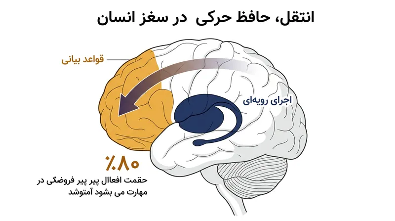 با تسلط بر مهارت فیزیکی، کنترل از قشر پیش‌پیشانی آگاه به عقده‌های قاعده‌ای خودکار منتقل می‌شود.