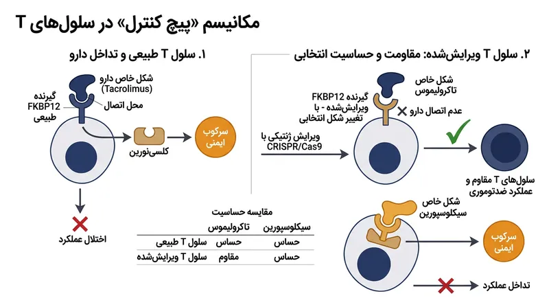 محققان با ویرایش پروتئین‌های درون‌سلولی مشخص، سلول‌های درمانی را نسبت به تاکرولیموس مقاوم ساخته و هم‌زمان حساسیت آن‌ها به سیکلوسپورین را برای مهار اضطراری حفظ کردند.