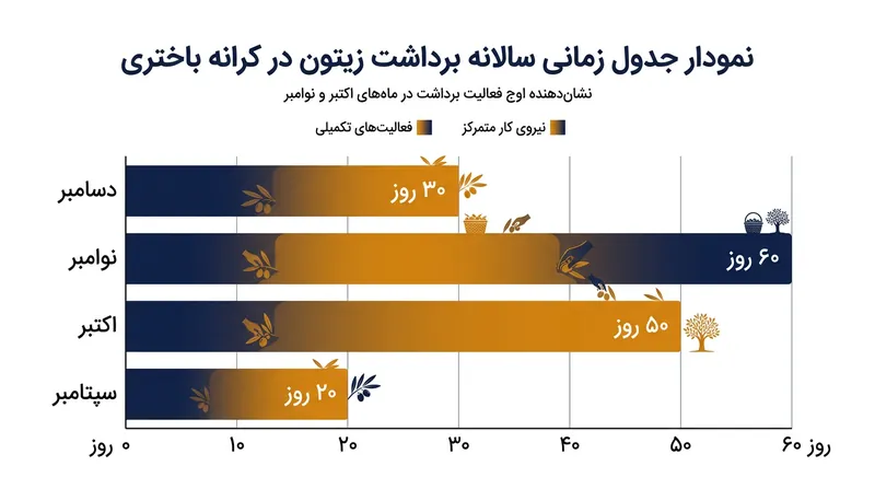 اوج فعالیت در فصل برداشت زیتون در کرانه باختری معمولاً در یک بازه ۶۰ روزه طی ماه‌های اکتبر و نوامبر اتفاق می‌افتد.