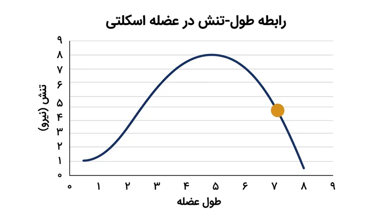 عضلات وقتی فراتر از طول بهینه استراحت خود کشیده شوند، توانایی تولید نیرو را از دست می‌دهند.