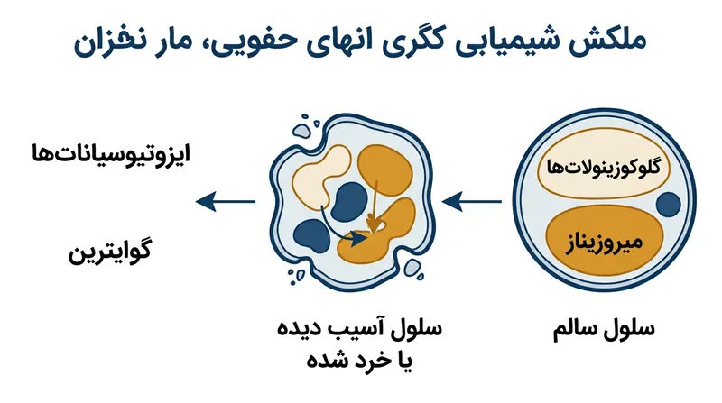 شکسته شدن بافت گیاه باعث می‌شود آنزیم میروزیناز، گلوکوزینولات‌های خنثی را به گواتروژن‌های فعال تبدیل کند.