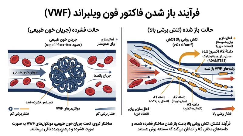 تنش برشی مکانیکی کلاف پروتئین VWF را باز کرده و آن را در معرض تخریب آنزیمی قرار می‌دهد.