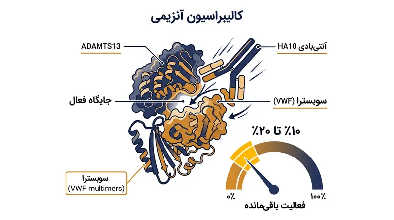پادتن HA10 با مهار نسبی ADAMTS13، فعالیت کافی برای مهار ترومبوز را حفظ کرده و هم‌زمان مانع تخریب مفرط VWF می‌شود.