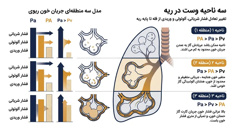گرانش جریان خون ریوی را هدایت کرده و ریه را بر اساس گرادیان‌های فشار به نواحی فیزیولوژیک متمایز تقسیم می‌کند.