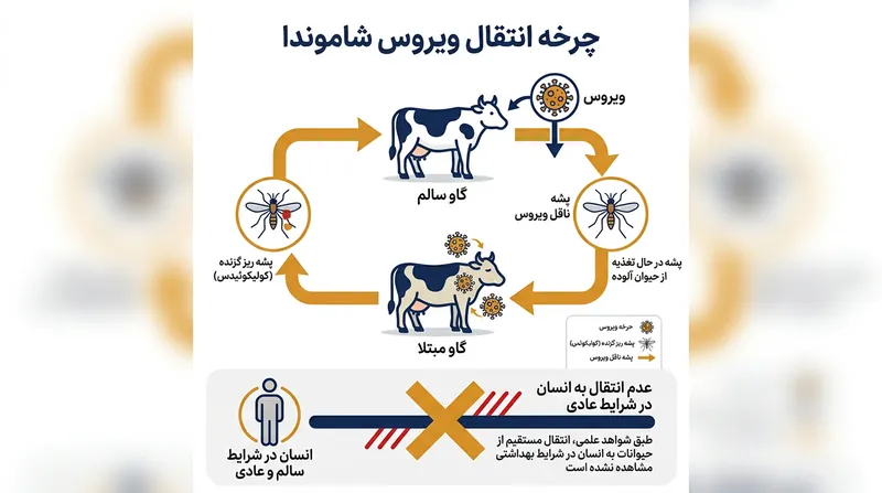 چرخه انتقال ویروس شاموندا؛ این ویروس عمدتاً در میان نشخوارکنندگان در گردش است و انتقال آن به انسان بسیار نادر است.
