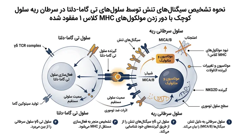 چگونگی دور زدن مسیرهای متداول شناسایی سیستم ایمنی توسط سلول‌های تی گاما-دلتا.