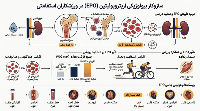 نحوه عملکرد هورمون EPO در افزایش تولید گلبول‌های قرمز و بهبود استقامت عضلانی.