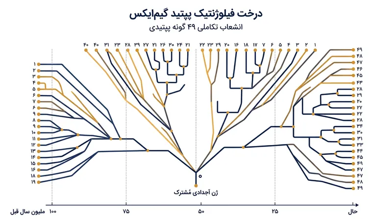 پژوهشگران ردپای ۴۹ گونه پپتیدی متمایز را به یک ژن اجدادی ۱۵ هزار جفت‌بازی رساندند.