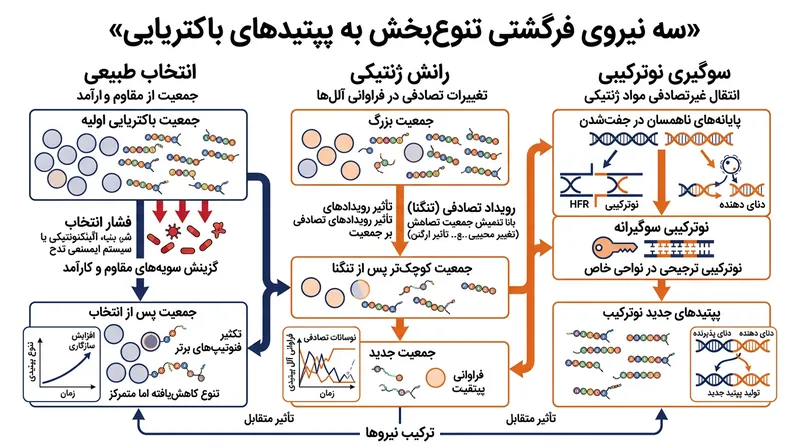 تنوع پپتیدهای باکتریایی حاصل تعامل پیچیده‌ای میان نیروهای فرگشتی تطبیقی و غیرتطبیقی است.