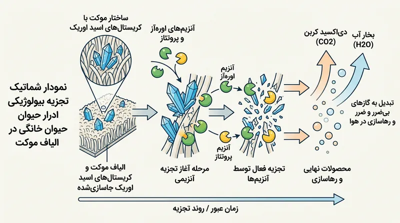 آنزیم‌هایی چون اوره‌آز و پروتئاز بلورهای پنهان اسید اوریک را که شوینده‌های معمولی پشت سر جا می‌گذارند، برای همیشه هضم می‌کنند.