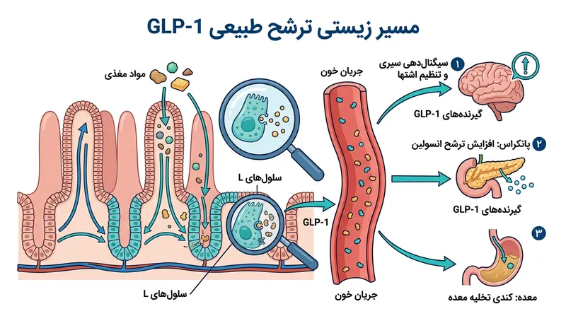 هورمون طبیعی GLP-1 فرایند هضم، ترشح انسولین و سیگنال‌های سیری را میان اندام‌های مختلف هماهنگ می‌سازد.