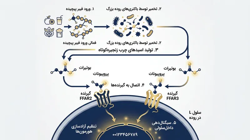 تخمیر میکروبی، فیبر غیرقابل هضم را به اسیدهای چرب زنجیره‌کوتاه تبدیل می‌کند که کلید آزادسازی GLP-1 به شمار می‌روند.