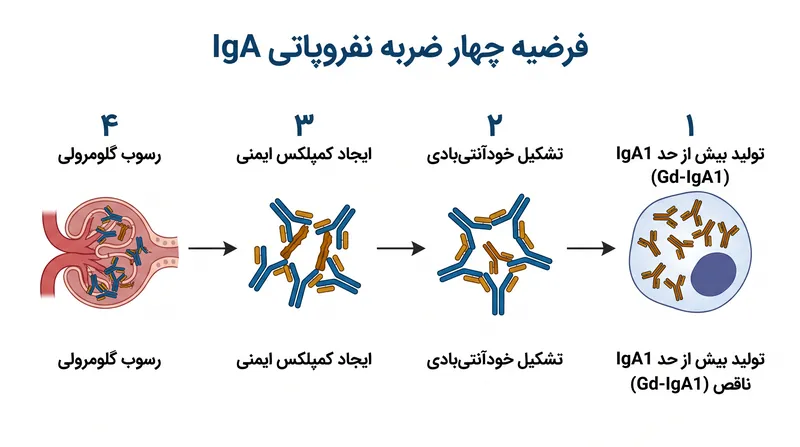 آبشار زیستی که منجر به نفروپاتی IgA می‌شود، با تولید بیش از حد یک آنتی‌بادی تغییر شکل یافته شروع می‌شود.