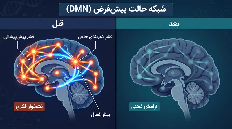 داده‌های تصویربرداری تشدید مغناطیسی عملکردی (fMRI) نشان می‌دهد که سیلوسایبین به طور موقت شبکه حالت پیش‌فرض (DMN) را آرام می‌کند و چرخه‌های نشخوار فکری منفی و سفت و سخت را مختل می‌سازد.