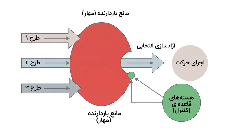 هستههای قاعدهای مانند یک تابلوی فرمان عمل میکنند و به طور انتخابی «ترمز» بازدارنده را روی طرح عملی برنده رها میکنند.