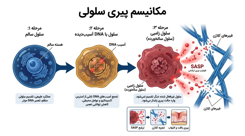 سلول‌های سالخورده (Senescent) تقسیم سلولی را متوقف می‌کنند اما فعال باقی مانده و یک کوکتل سمی (SASP) ترشح می‌کنند که باعث تخریب کلاژن اطراف می‌شود.