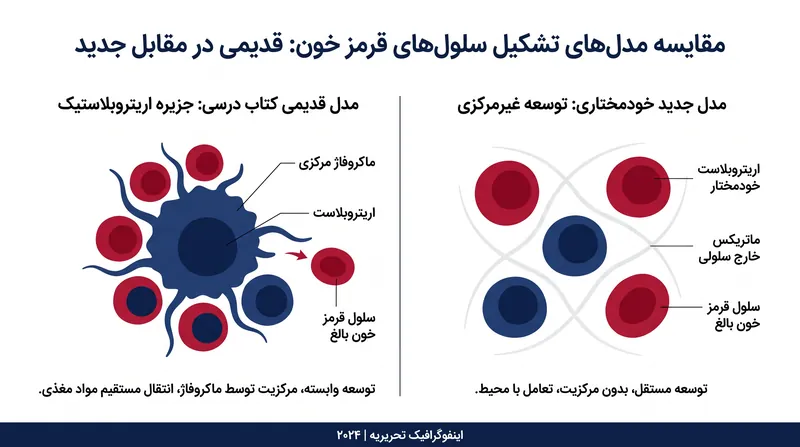 مدل هفتاد ساله «جزیره اریتروبلاستیک» با شواهد استقلال سلولی رد شده است.