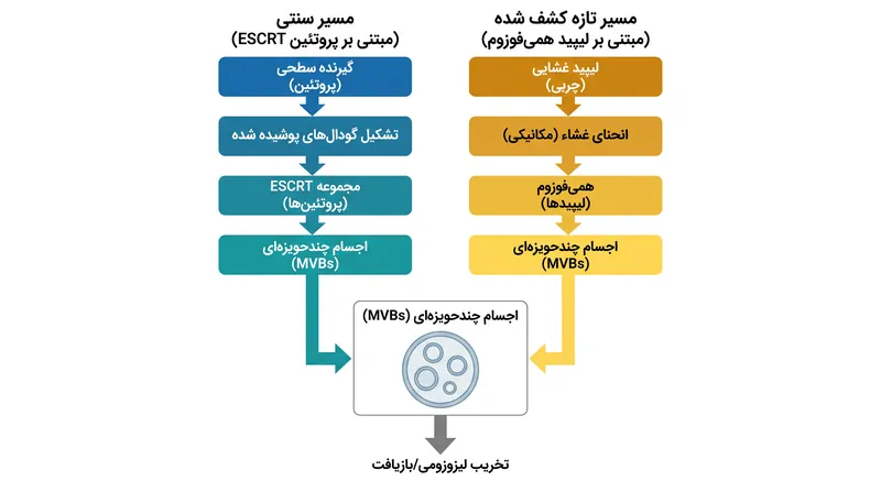 همی‌فوزوم یک مسیر اضافی مبتنی بر لیپید برای ساخت مراکز بازیافت در اختیار سلول قرار می‌دهد.
