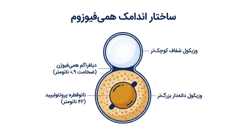 کالبدشناسی همی‌فیوزوم: یک کمپلکس پایدار و با عمر طولانی که فرضیات بیوفیزیکی قبلی را به چالش می‌کشد.