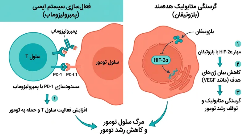 درمان ترکیبی از طریق دو مسیر متمایز به سرطان حمله می‌کند: فعال‌سازی سیستم ایمنی و گرسنگی متابولیک هدفمند.