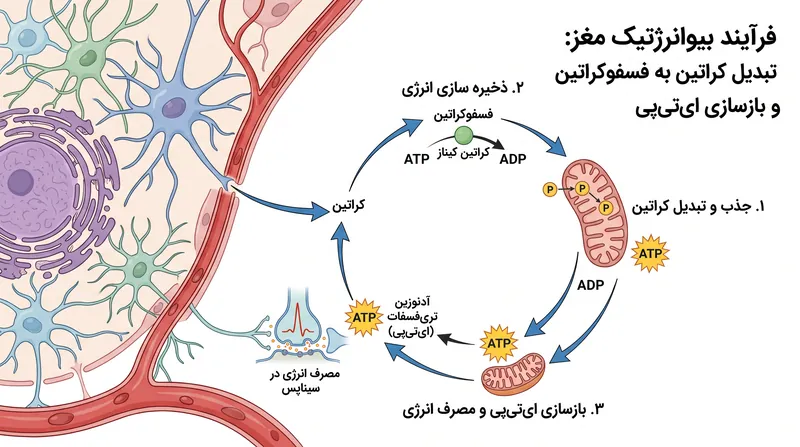 چگونه کراتین به بازتولید ای‌تی‌پی، منبع اصلی انرژی سلول‌های مغزی، یاری می‌رساند.