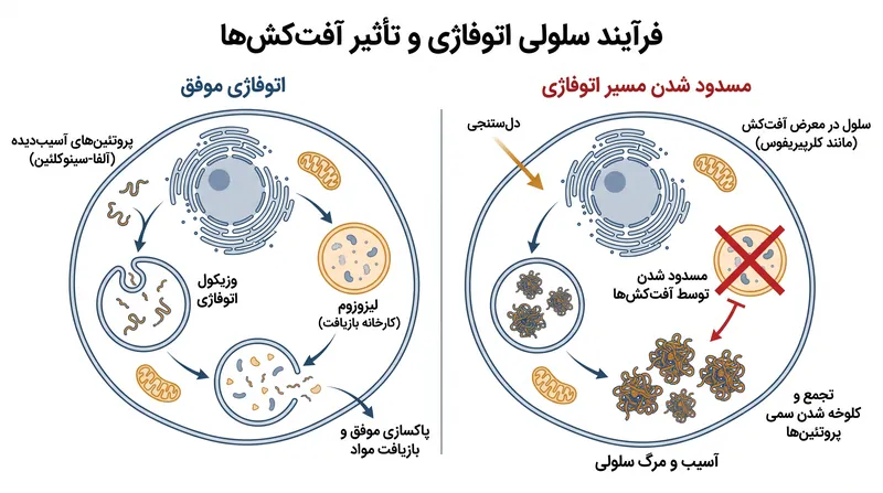 کلرپیریفوس اتوفاژی، سیستم دفع زباله سلولی مغز، را مختل می‌کند و منجر به تجمع سمی پروتئین‌ها می‌شود.