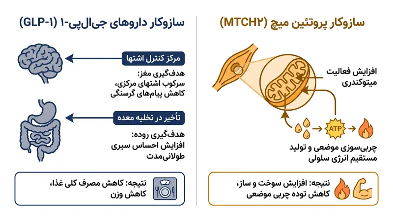 چگونگی دور زدن سرکوب اشتها توسط پروتئین میچ برای هدف قرار دادن مستقیم انرژی سلولی.