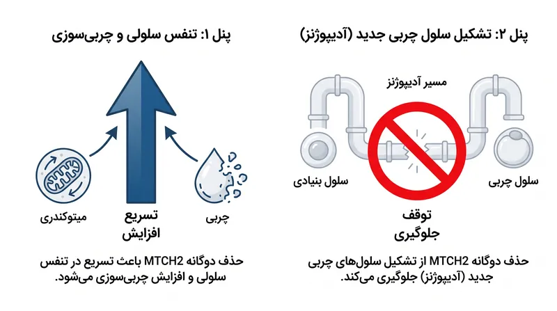 خاموش کردن MTCH2 هم سوزاندن چربی موجود را تسریع می‌کند و هم جلوی تشکیل سلول‌های چربی جدید را می‌گیرد.