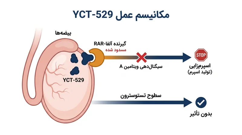 YCT-529 با مسدود کردن گیرنده RAR-α، سیگنال‌های ویتامین A مورد نیاز برای تولید اسپرم را قطع می‌کند.