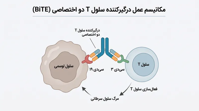 آنتی‌بادی‌های دو اختصاصی مانند یک پل عمل می‌کنند و سلول‌های ایمنی بیمار را از نظر فیزیکی به سلول‌های سرطانی متصل می‌کنند.