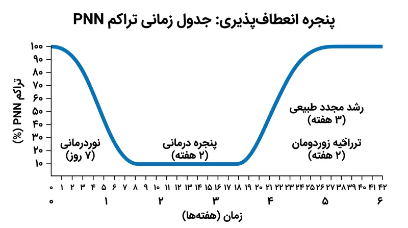 اثرات موقتی هستند و یک پنجره امن و کنترل‌شده برای توانبخشی فشرده ایجاد می‌کنند، قبل از اینکه مغز اتصالات جدید را تثبیت کند.