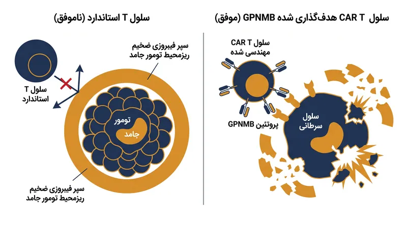 نحوه عبور سلول‌های هدف‌گذاری شده GPNMB از ریزمحیط تومور.