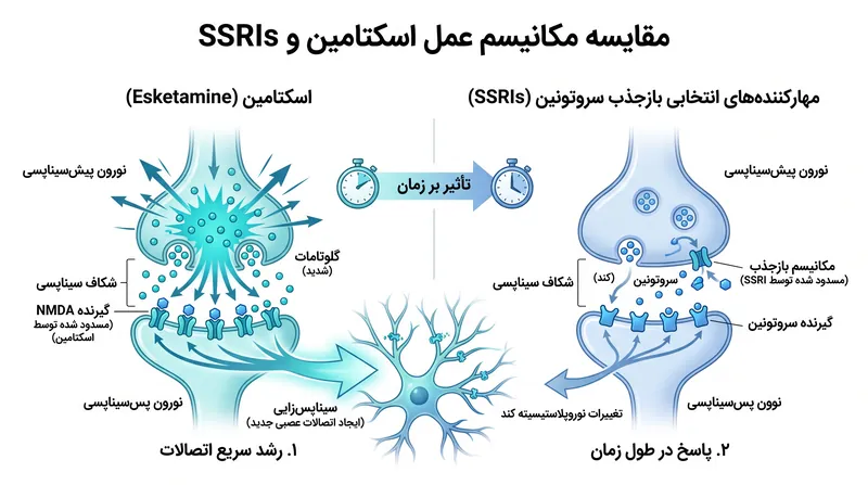 برخلاف داروهای ضد افسردگی سنتی (SSRIs) که سروتونین را هدف قرار می‌دهند، اسکتامین باعث فوران عظیمی از گلوتامات می‌شود تا اتصالات عصبی را به سرعت بازسازی کند.